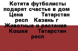 Котята футболисты подарят счастье в дом! › Цена ­ 100 - Татарстан респ., Казань г. Животные и растения » Кошки   . Татарстан респ.